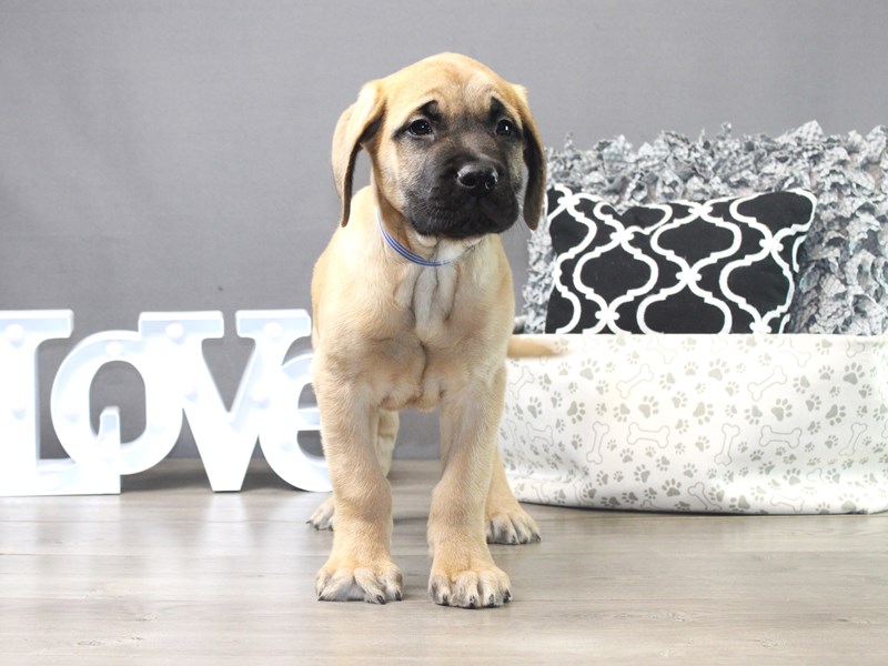 English Mastiff