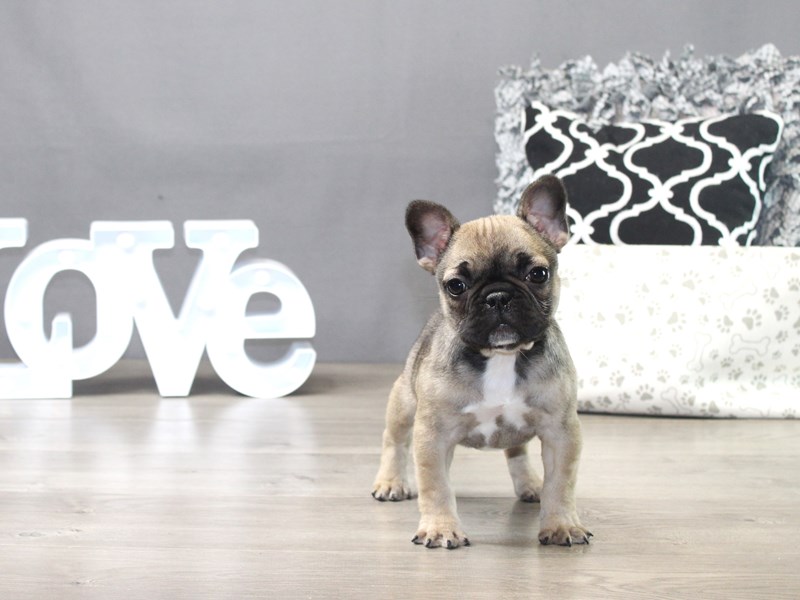 French Bulldog