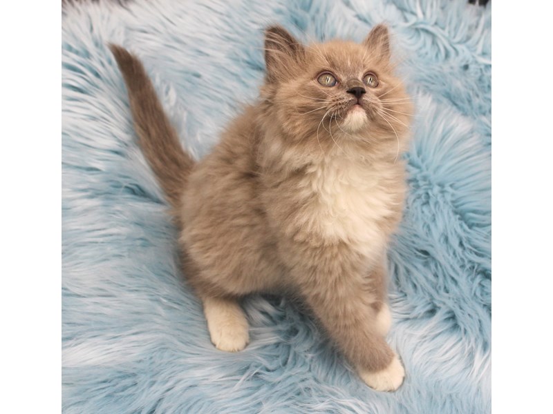 Ragdoll