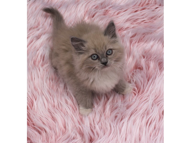 Ragdoll – PRUDENCE