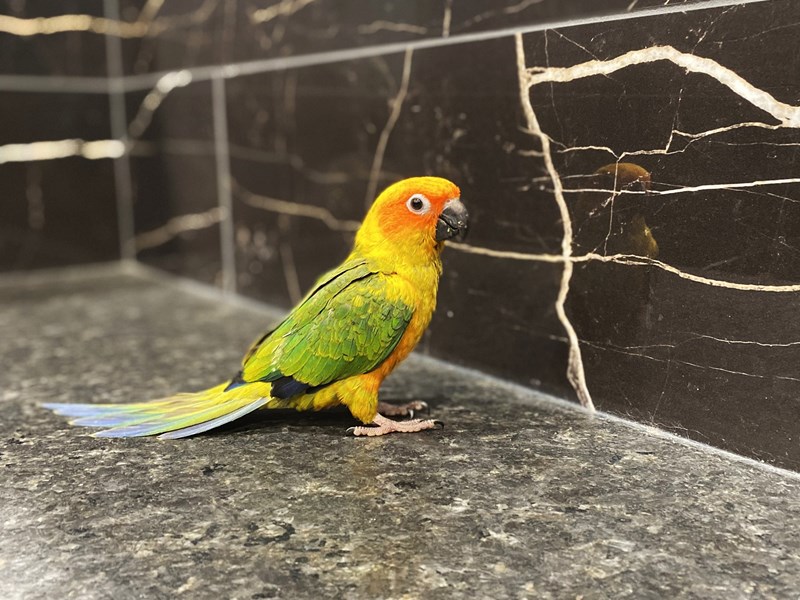 Sun Conure