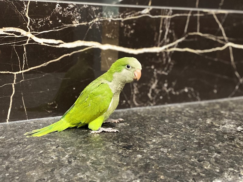 Quaker Parrot