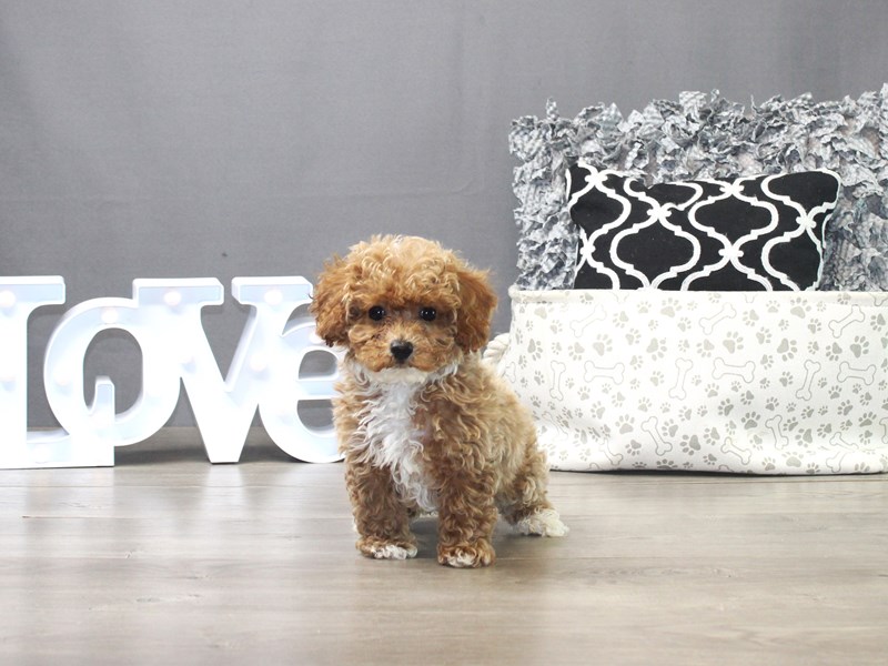 Poodle
