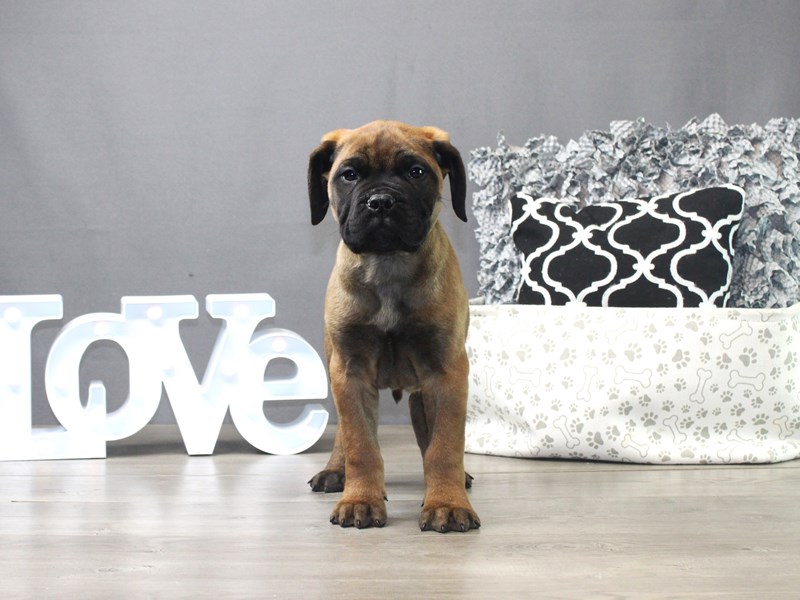 Bullmastiff