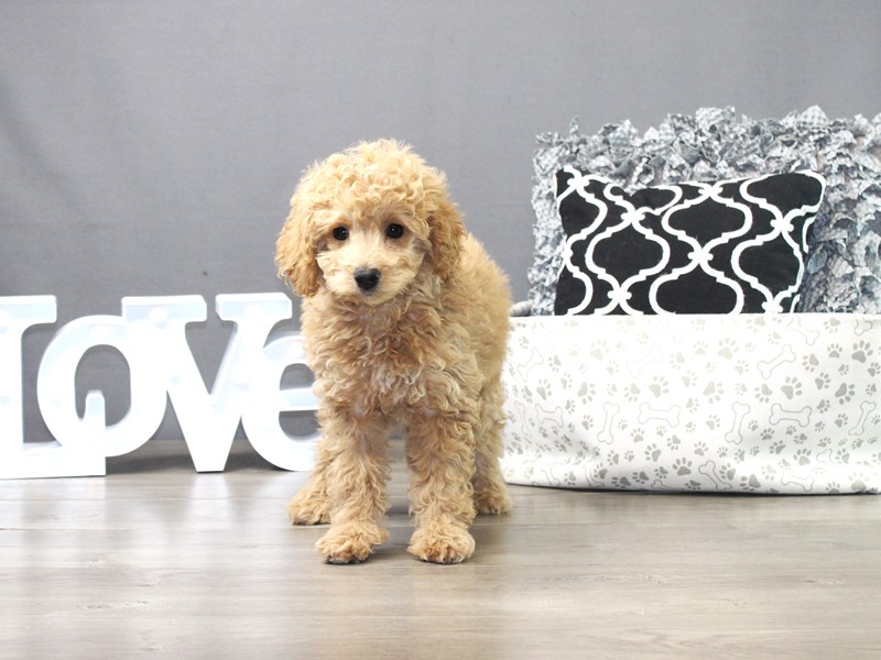 Mini Goldendoodle