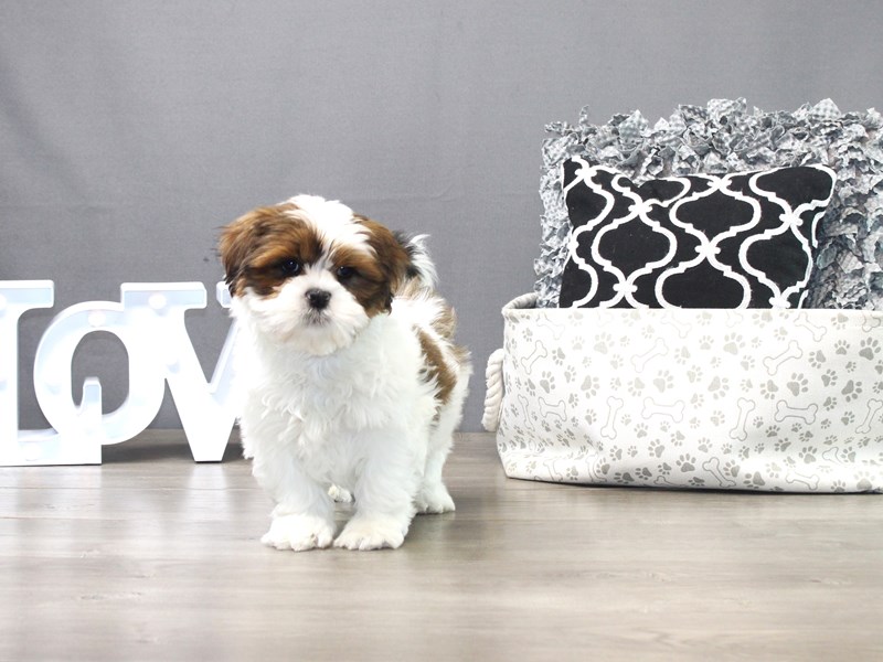 Lhasa Apso