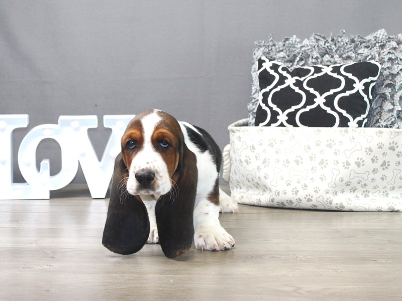 Basset Hound