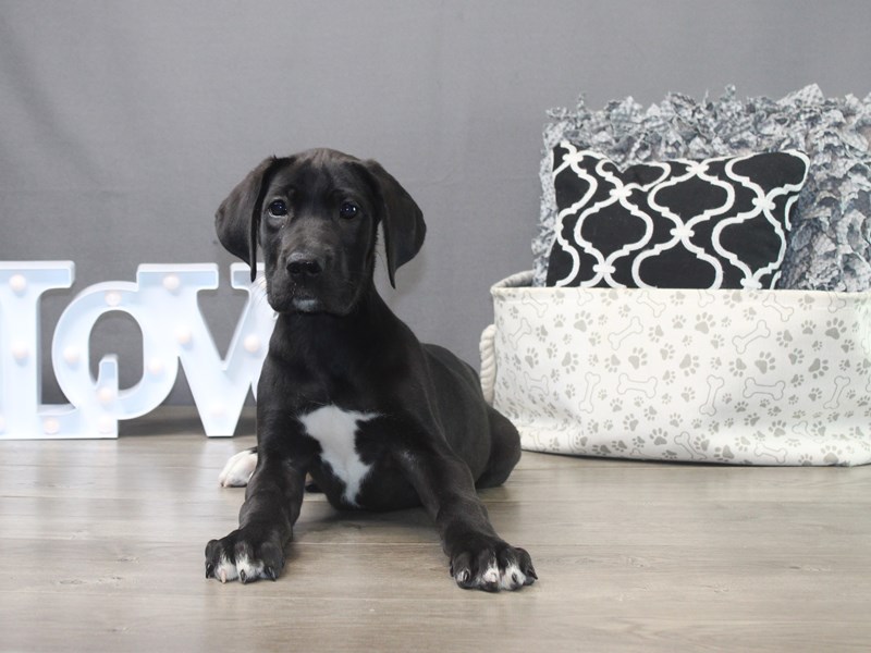 Great Dane