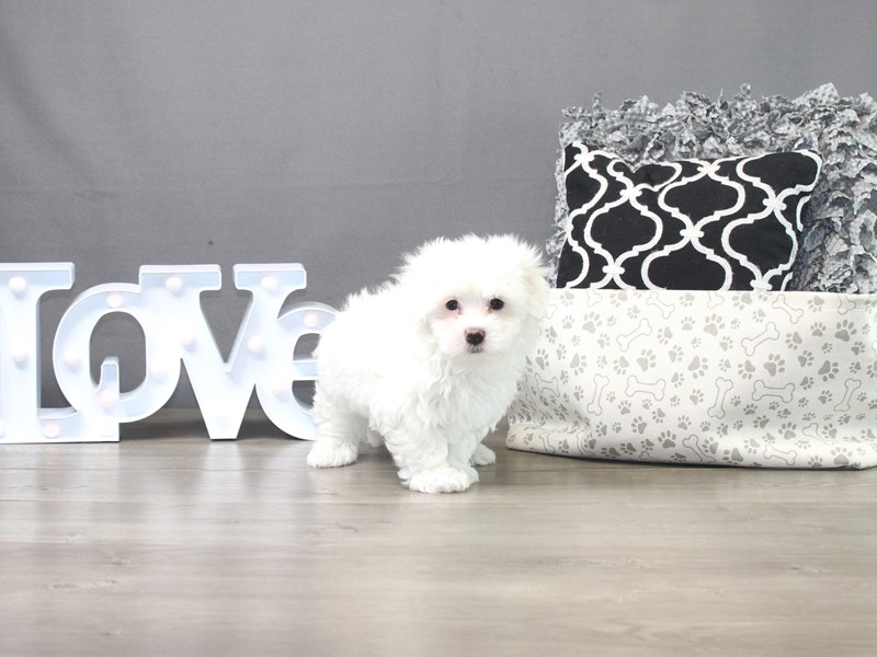 Coton De TulearDOGMaleWhite3208629Petland Columbus, Ohio