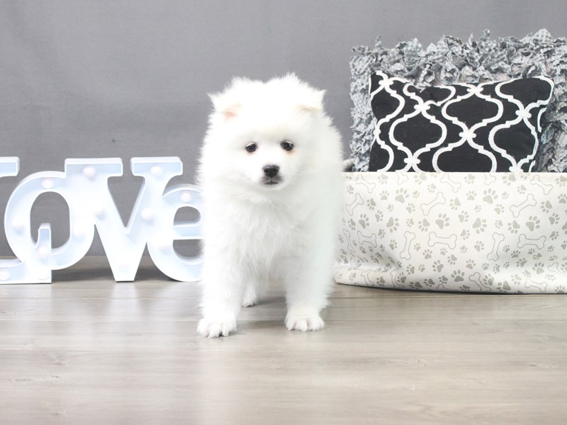 American Eskimo Dog
