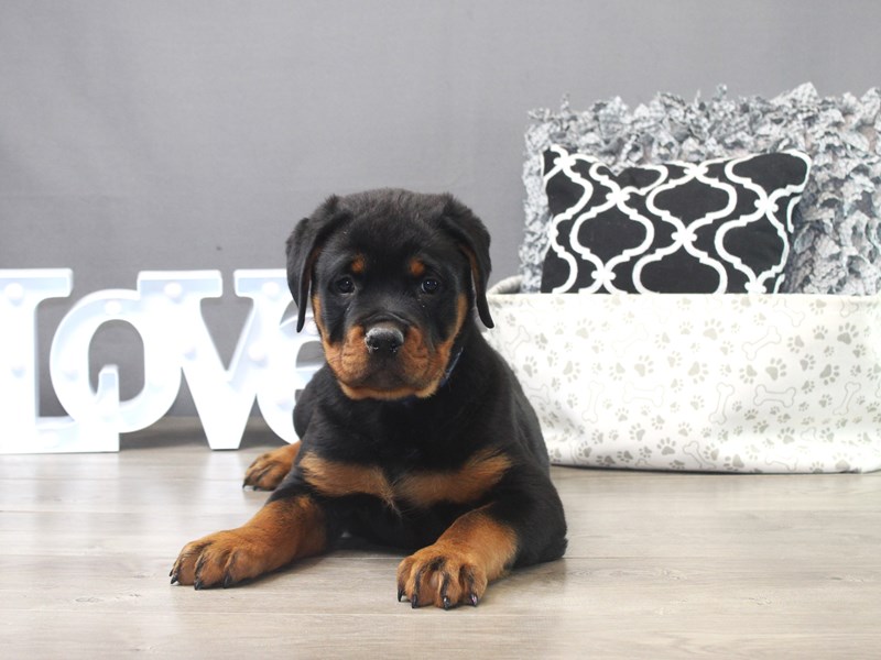 Rottweiler