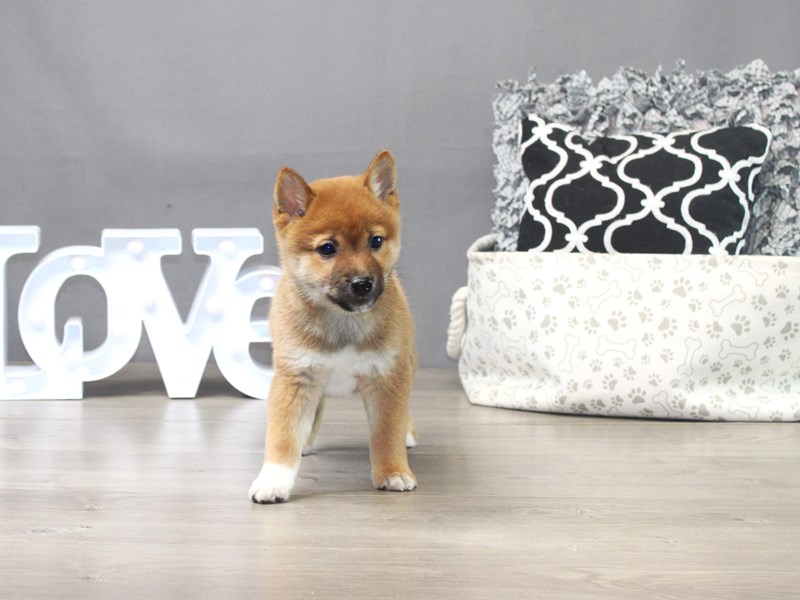 Shiba Inu – Hiro