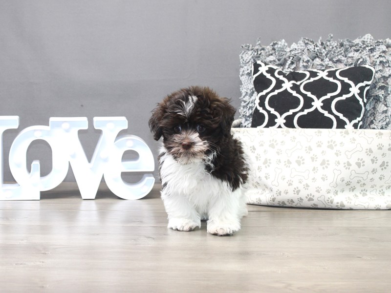 Havanese