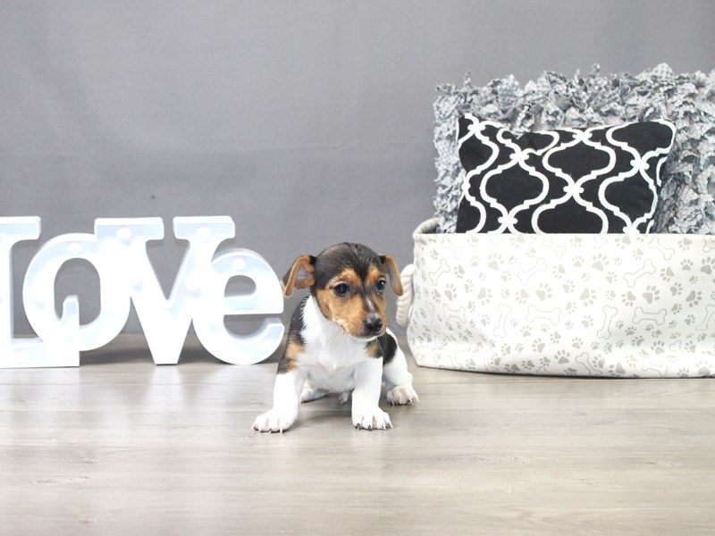 Jack Russell Terrier – Gunnar