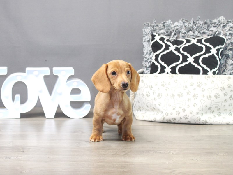 Dachshund