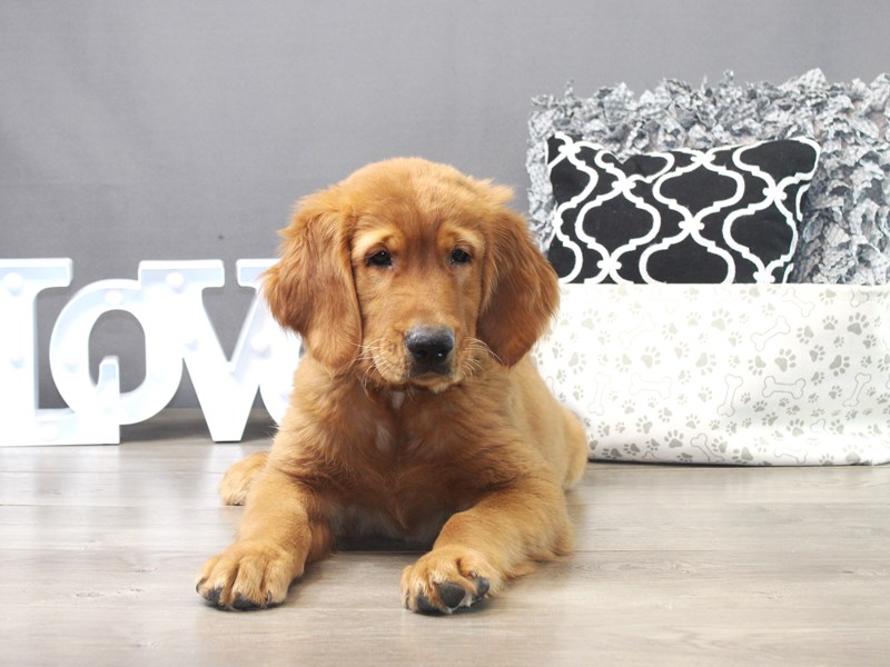 Golden Retriever
