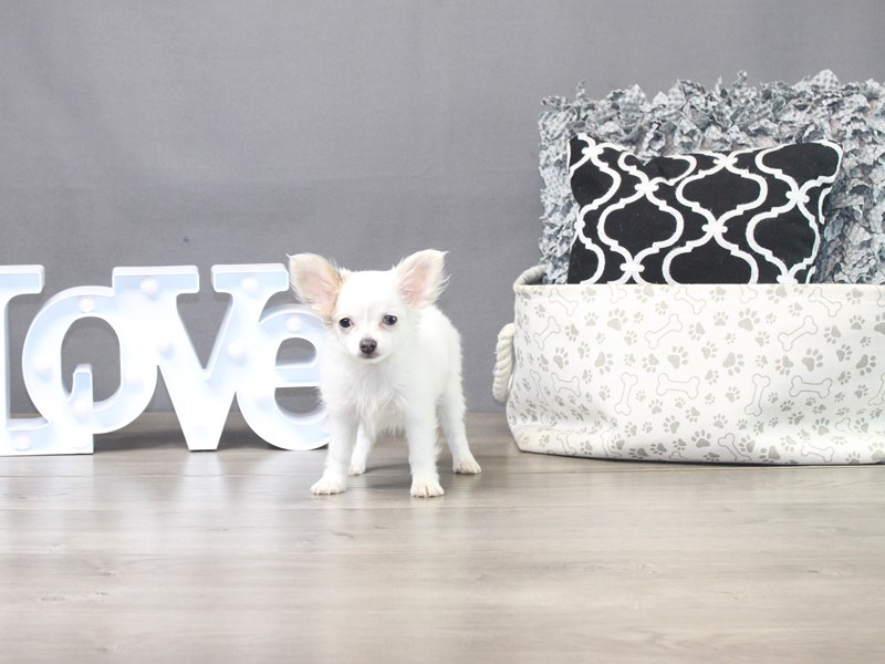 Chihuahua