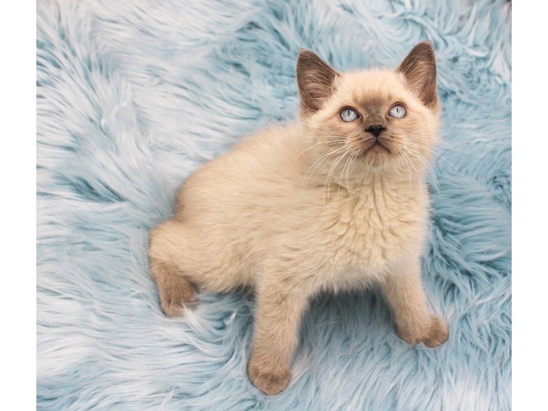 Ragdoll – Benson IIII