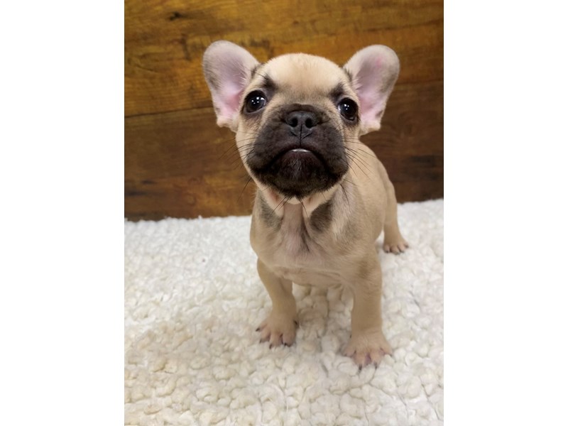 French Bulldog