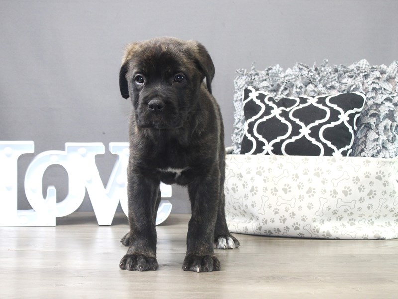 Cane CorsoDogMaleFawn/ Black Mask4126989Petland Columbus, Ohio