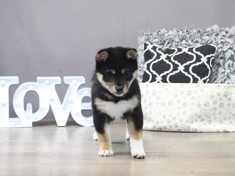 Shiba Inu