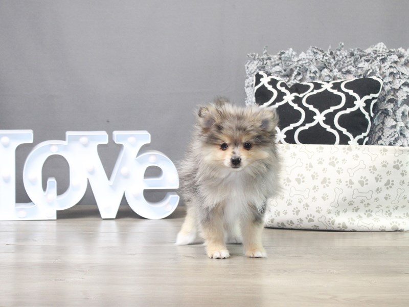 Pomeranian