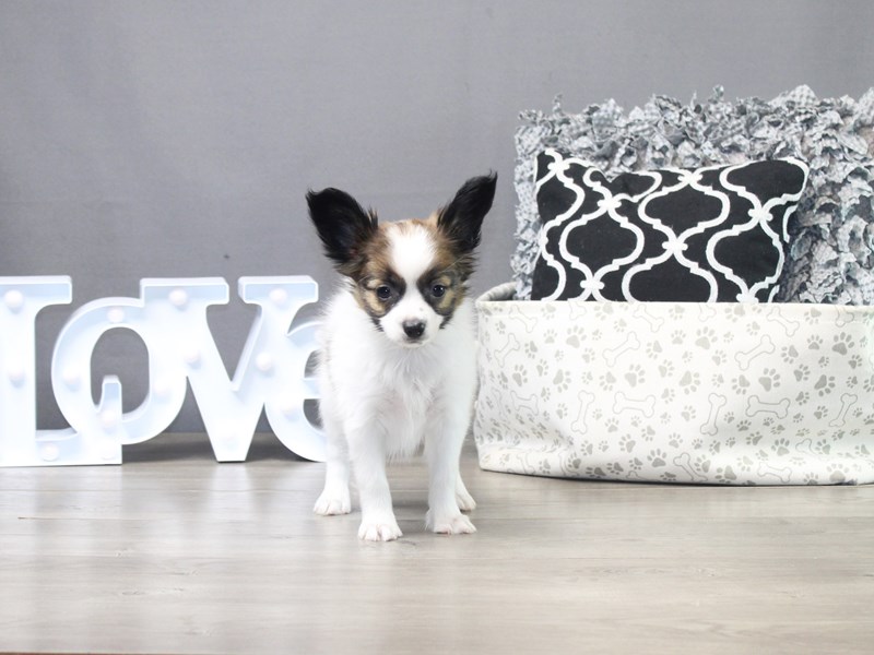 Papillon