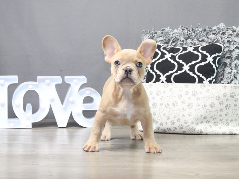 French Bulldog