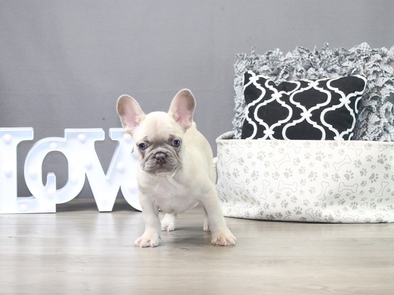French Bulldog
