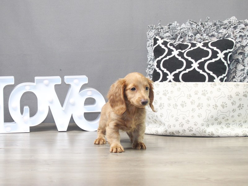 Dachshund