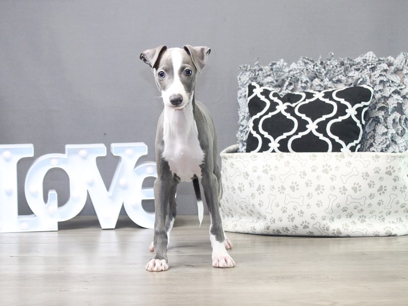 Italian Greyhound