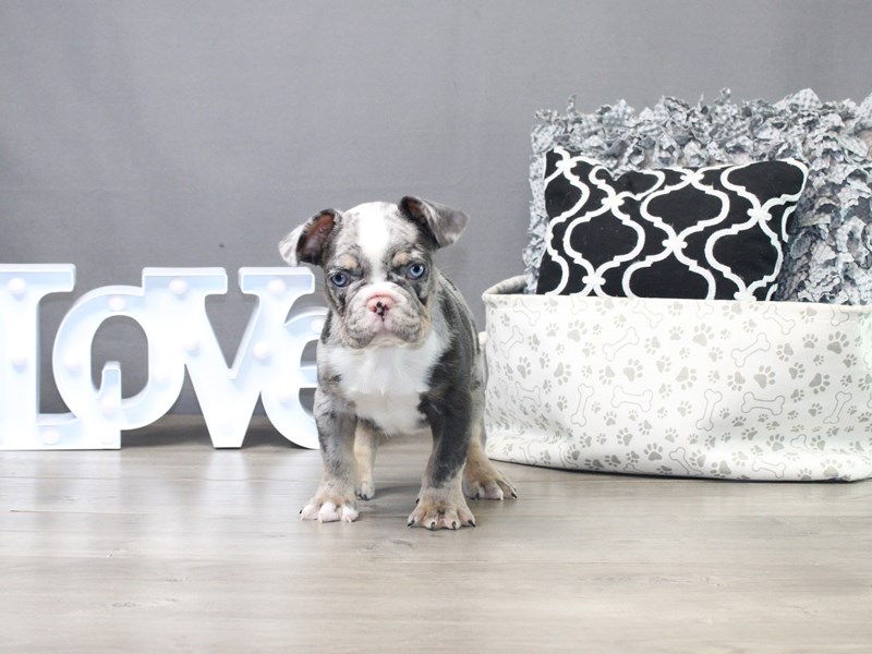 French Bulldog