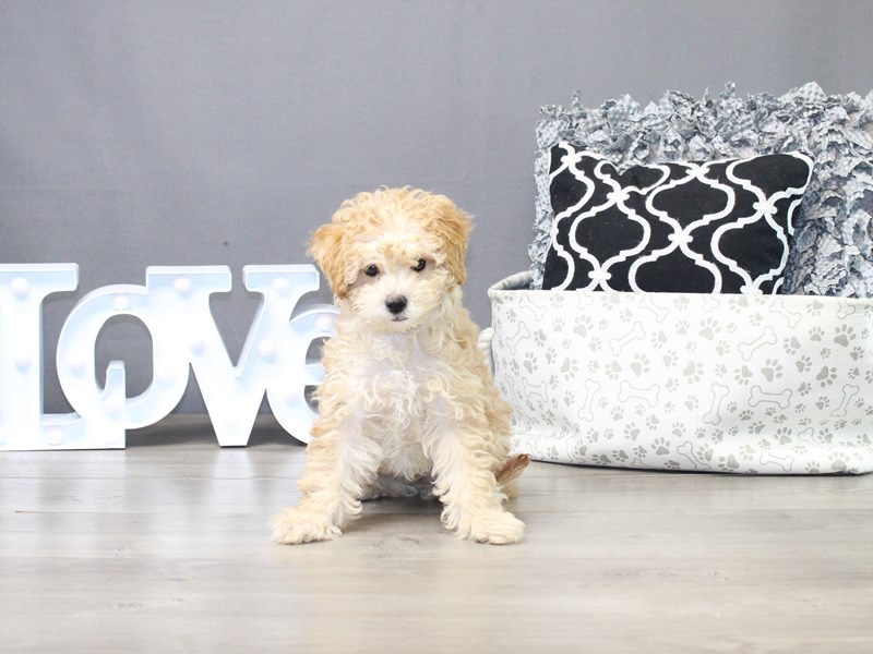 Cavapoo