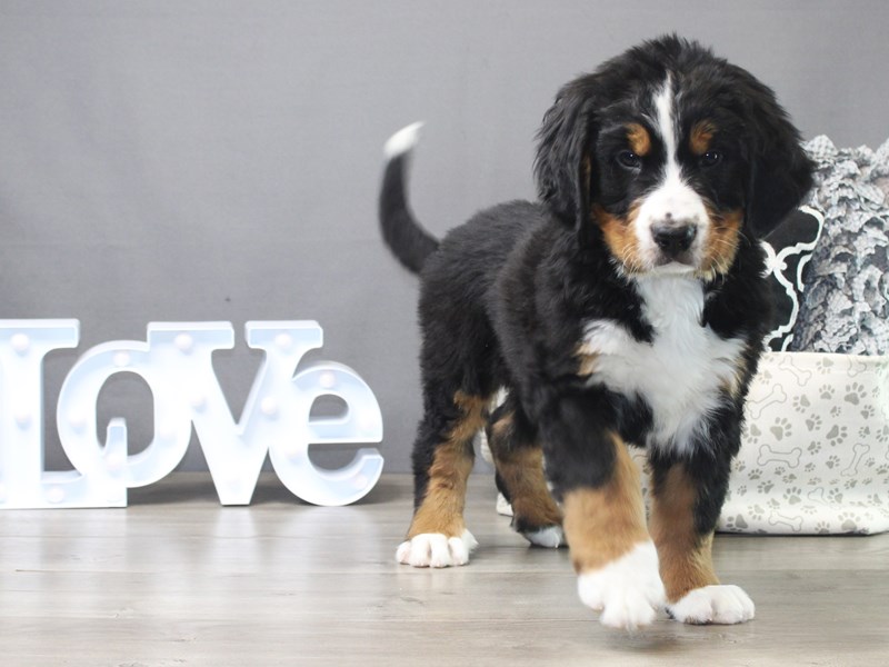 Bernese Mountain Dog