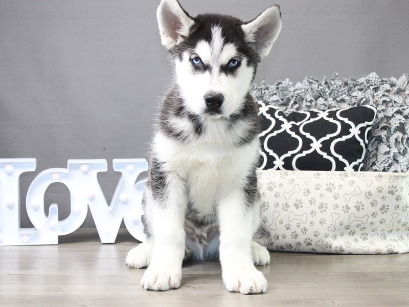Siberian Husky