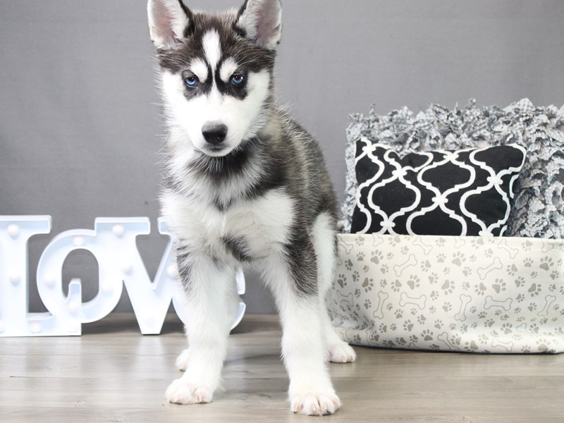 Siberian Husky