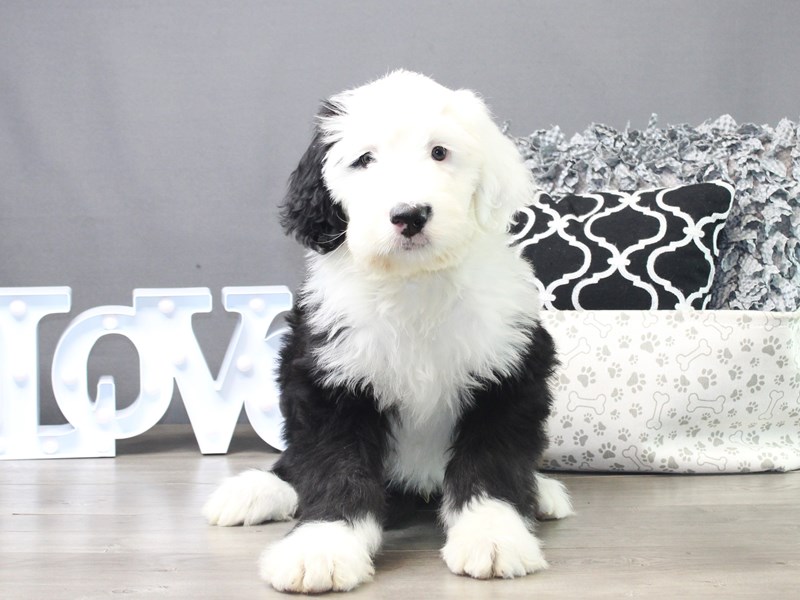 Sheepadoodle