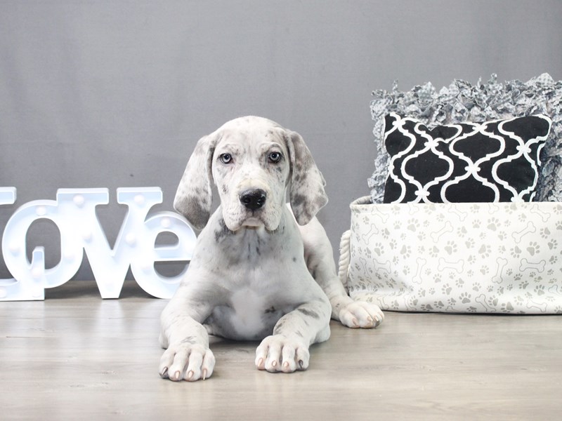 Great Dane