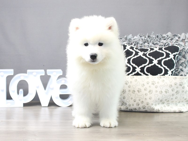 Samoyed