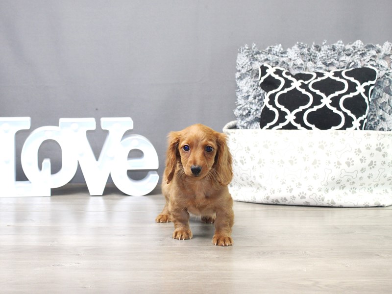 Dachshund