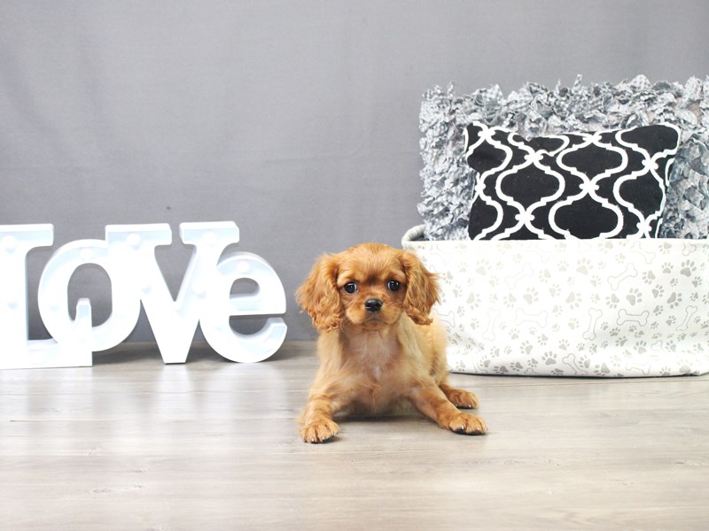 Cavalier King Charles Spaniel – Ruthie