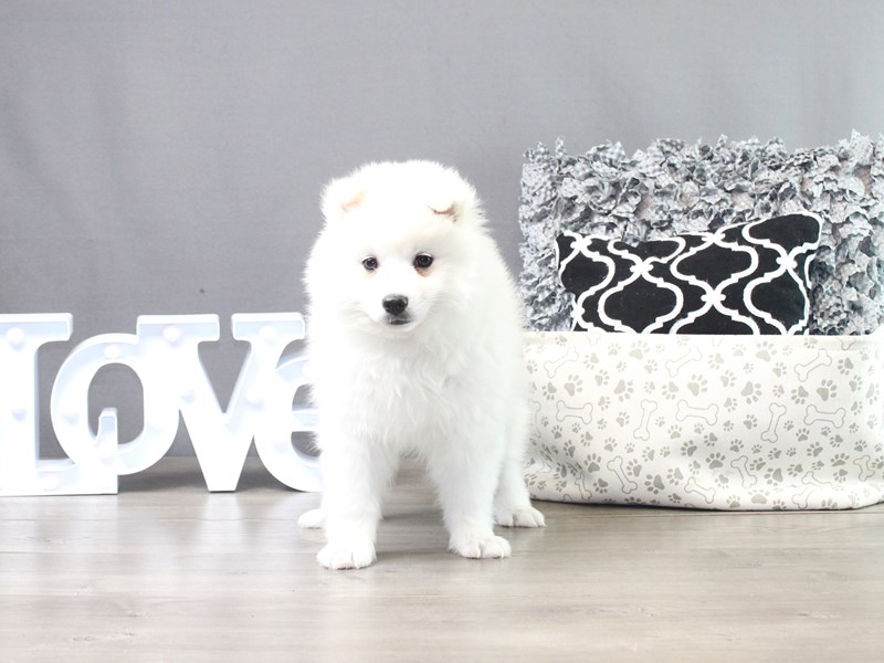 American Eskimo Dog – Ghost