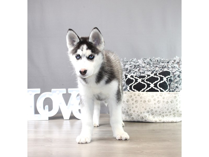 Siberian Husky