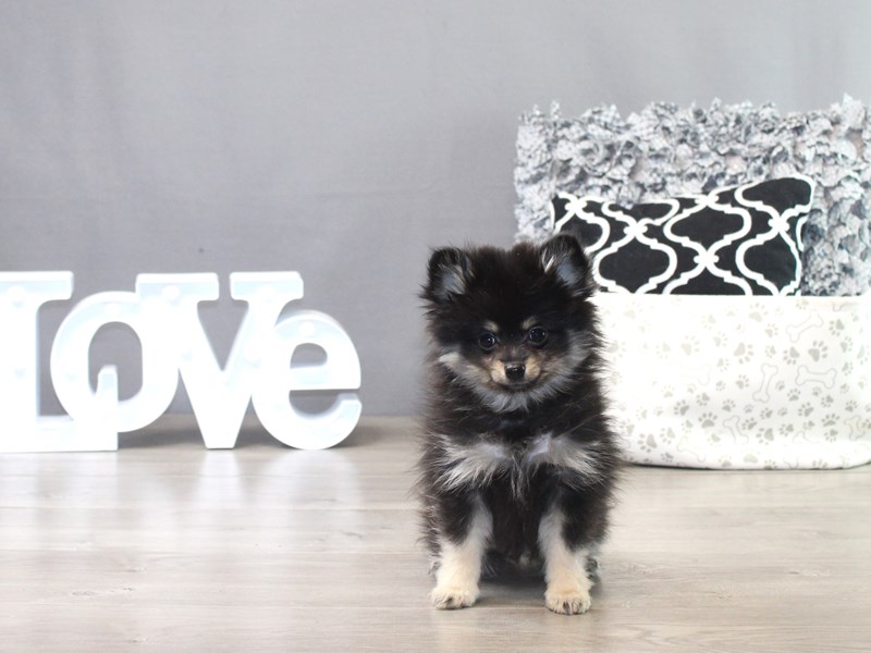 Pomeranian