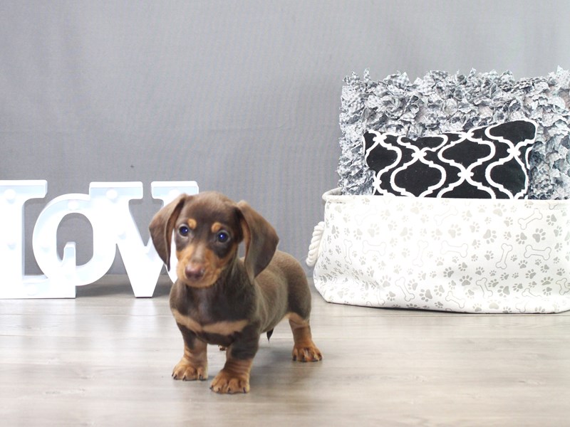 Dachshund