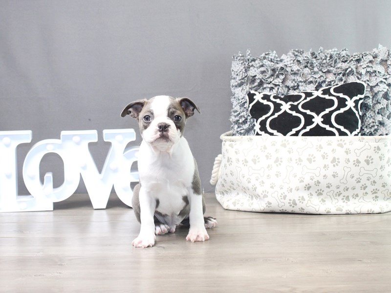 Boston Terrier – Ollie