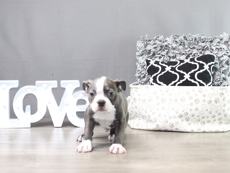 Boston Terrier – Bow