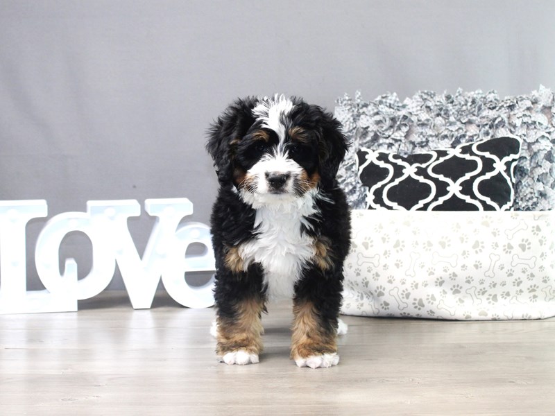 Mini Bernadoodle