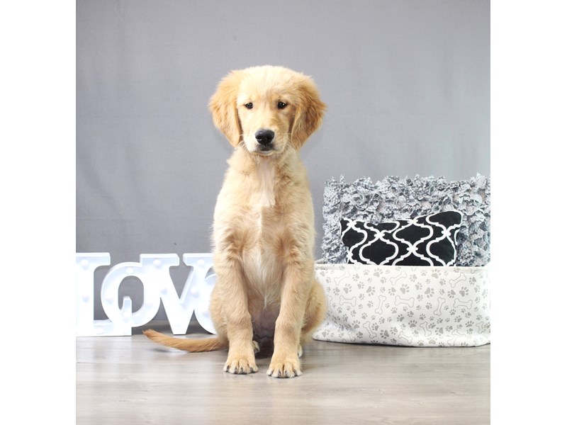 Golden Retriever