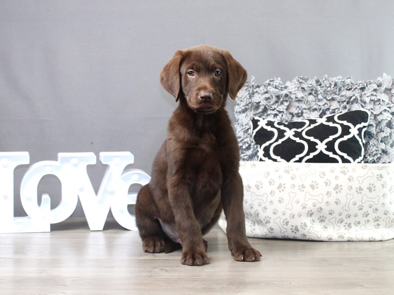 Labrador Retriever